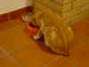 1.JPG (62514 byte)