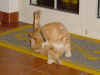 4.JPG (62174 byte)
